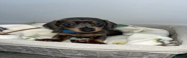 Dachshund 1