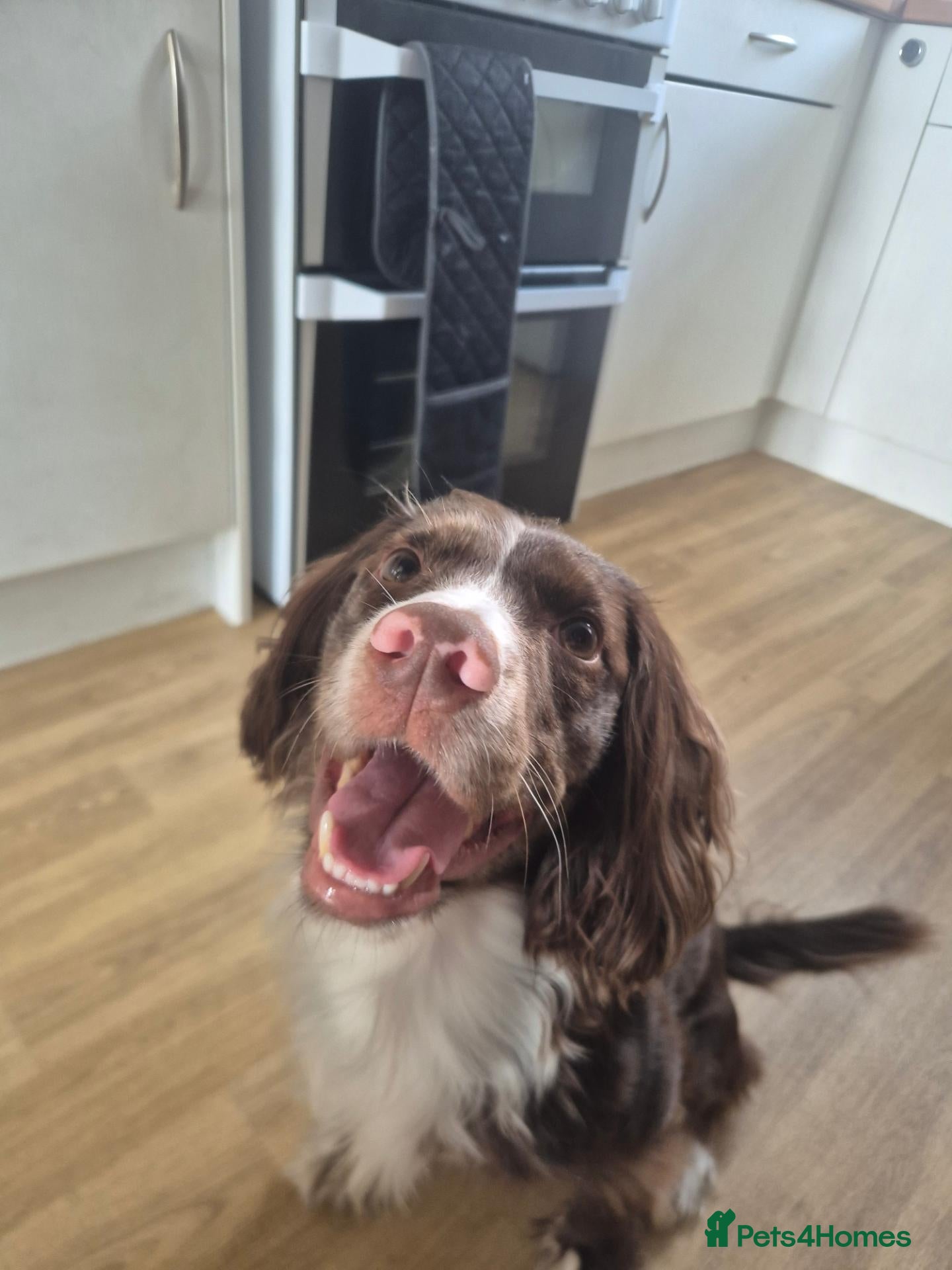 Cocker Spaniel dogs Sonic - Advert 3