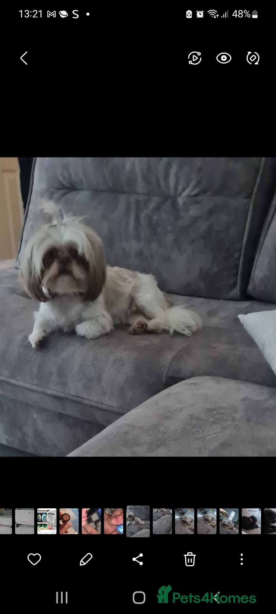 Shih Tzu dogs for sale: Imperial shitzu - Image 3