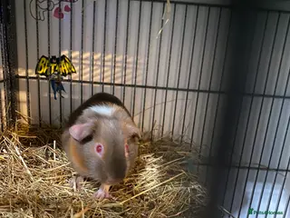 Guinea Pig rodents Male Guinea pig - Advert 1