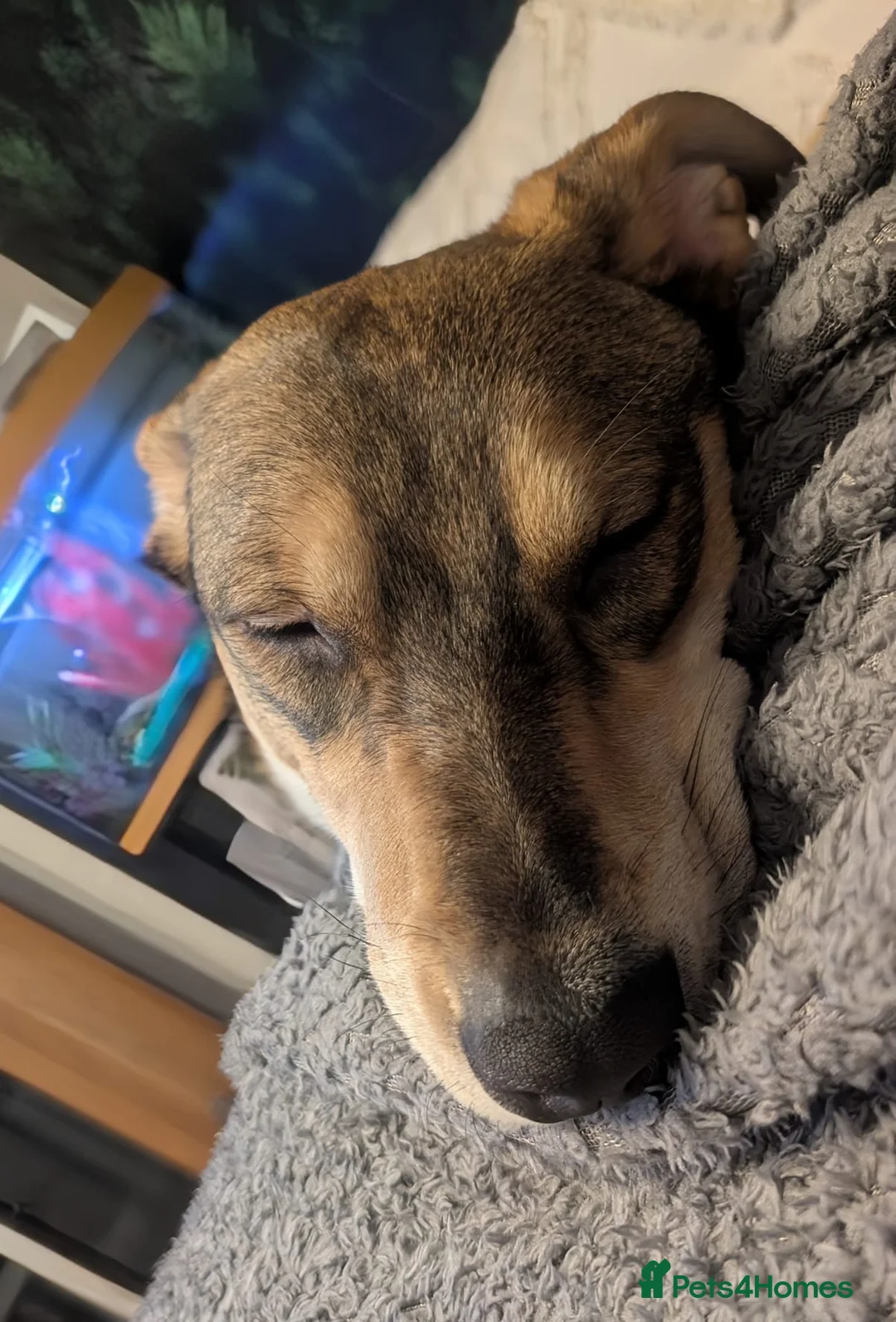 Mixed Breed dogs for adoption: URGENT:❤️DIANA❤️Social Loving 8 month old girl - Advert 13