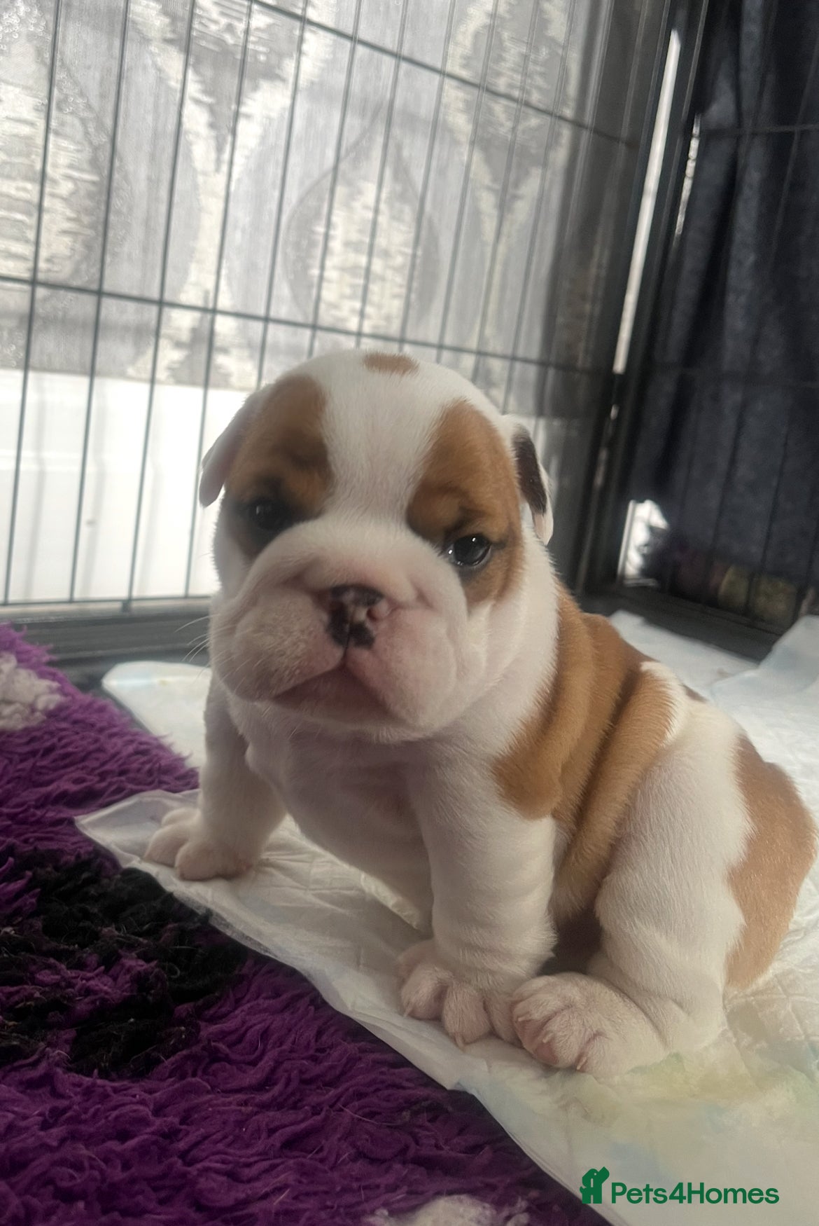 English Bulldog dogs 5 standard bulldogs silver health tested parents  - Advert 2