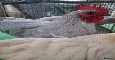 Chickens poultry - Advert 4