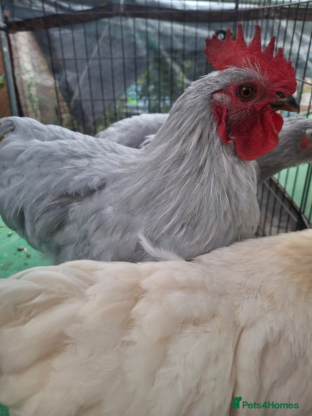Chickens poultry for sale: Pekin Bantum Lavender Rooster - Image 2