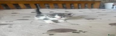 Ragdoll 3