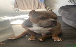 American Bully dogs for sale: Jagger  - Image 2