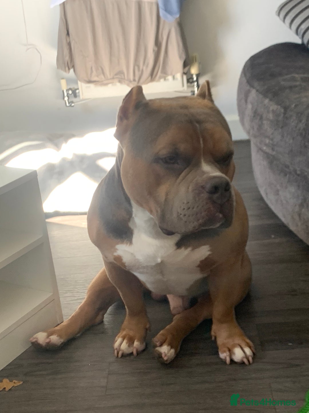 American Bully dogs for sale: Jagger  - Image 2