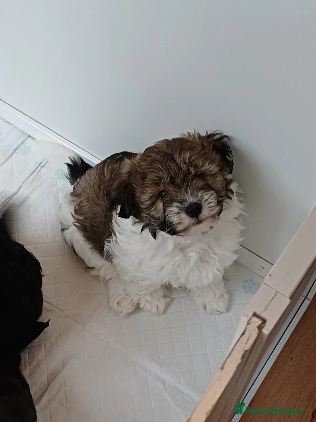 Mixed Breed dogs for sale: Chorkiepoo asian toy poodle type ready to leave - Advert 33