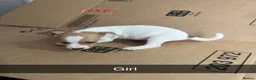 Jack Russell dogs for sale: 4x Jack Russell puppies  in Bilston - Advert 7