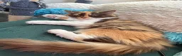 British Longhair cats for sale: Pedigree British Longhair chocolate tortie TICA - Advert 10