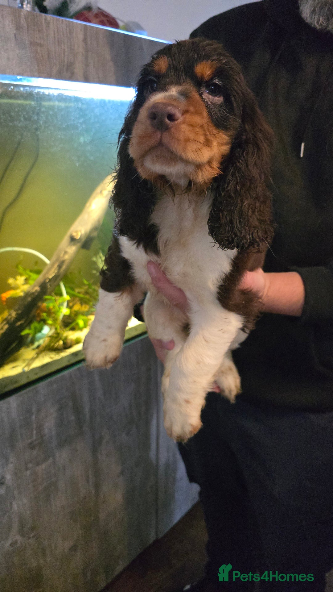 Cocker Spaniel dogs for sale: Chocolate Roan & Tan Cocker Spaniel Puppies - Advert 19