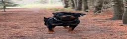 Rottweiler dogs for sale: Expecting Rottweiler pups - ready end of May  - Advert 11