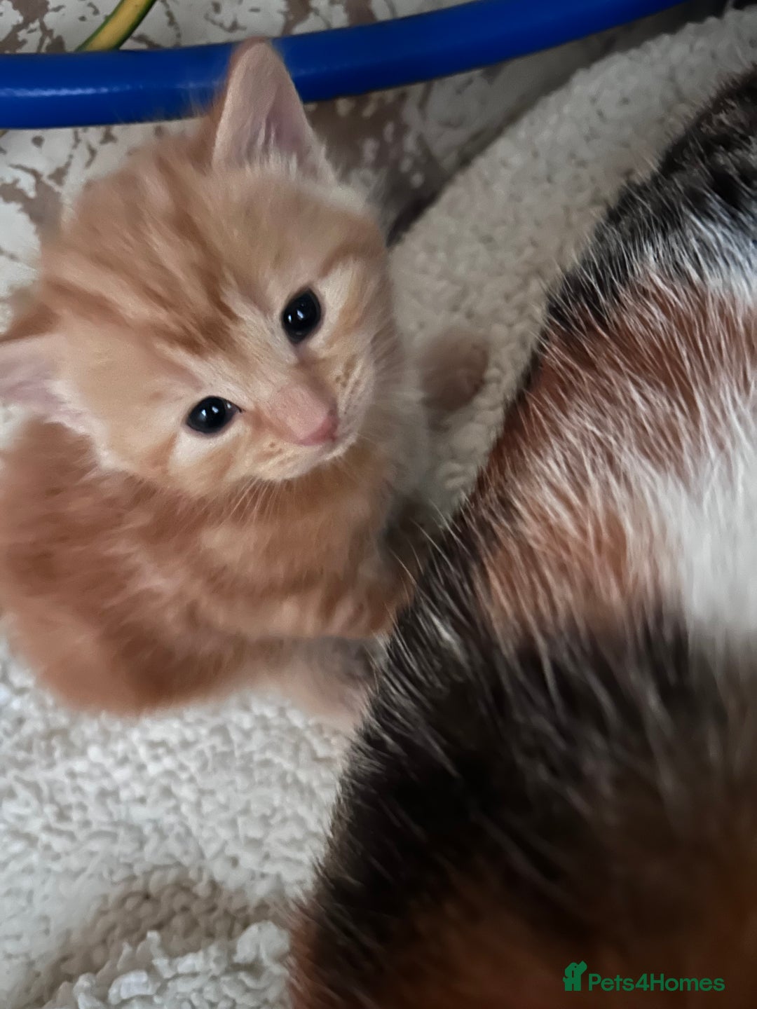 Mixed Breed cats for sale: 5 beautiful kittens  - Advert 5