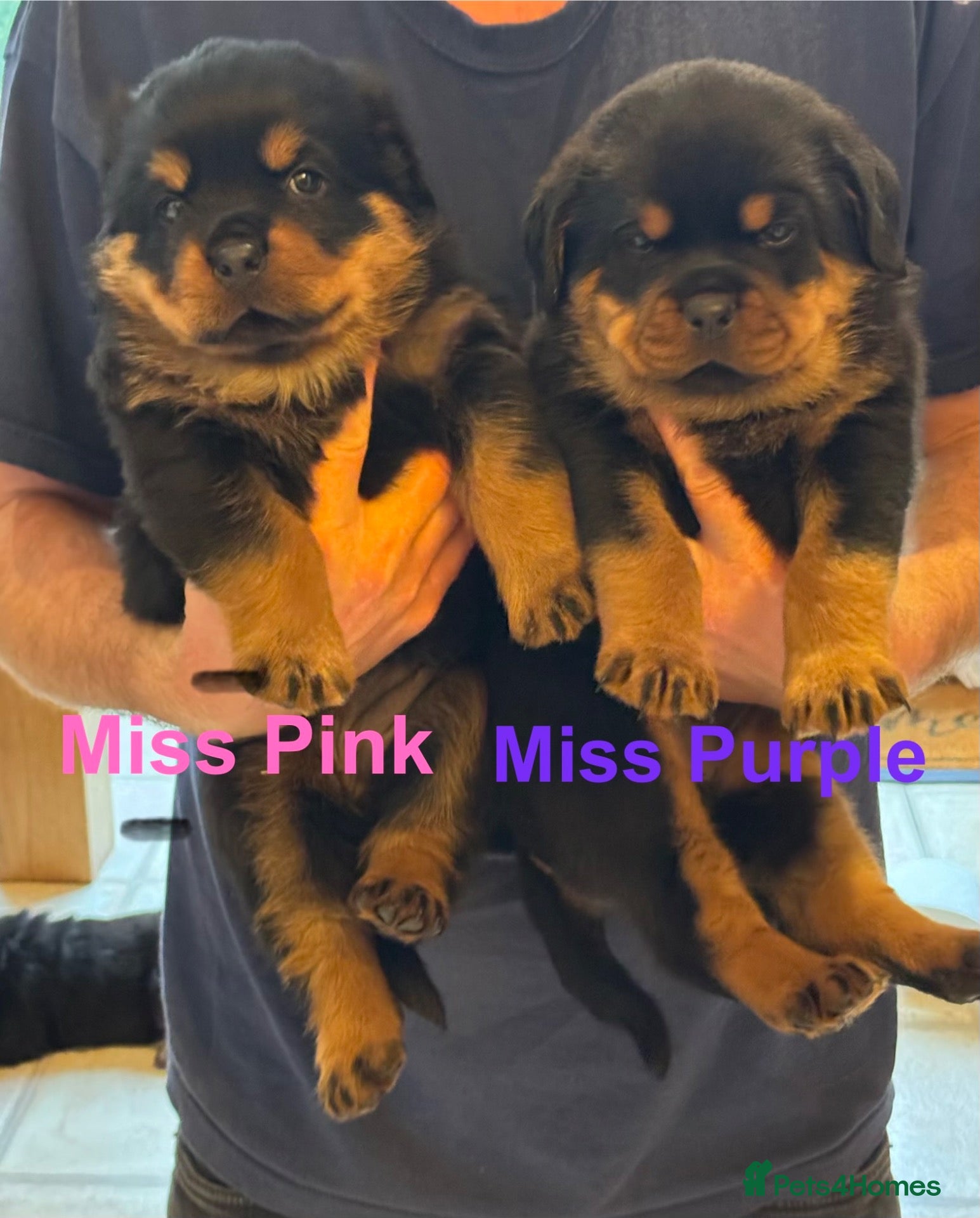 Rottweiler dogs KC Registered Rottweiler Puppies - Advert 1