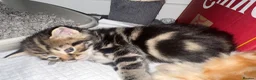 Bengal cats for sale: Maine Coon and Bengal cross kittens - Advert 18
