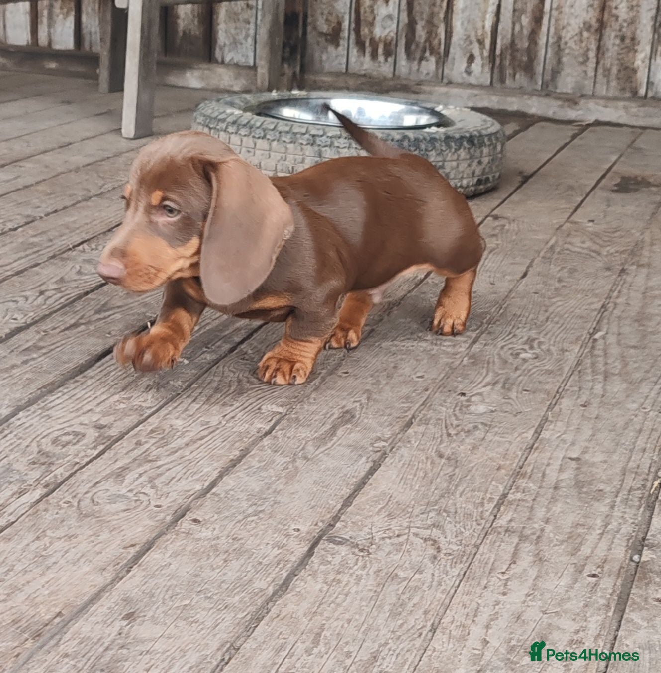 Dachshund dogs Last boy available Pra Clear Minature Daushaund  - Advert 1