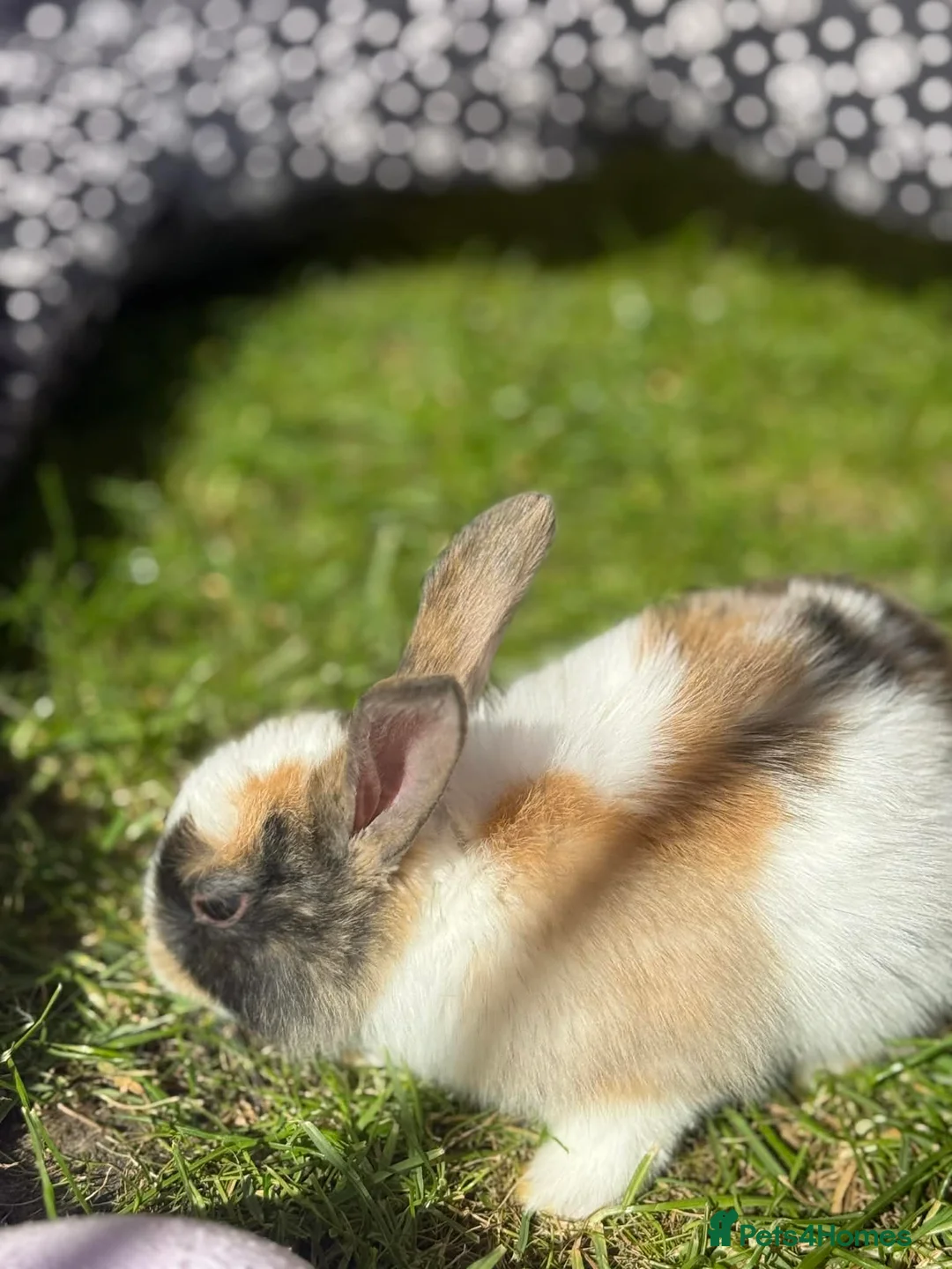 Mixed Breed rabbits for sale: Gorgeous bunnies - Advert 2