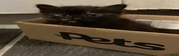 Mixed Breed cats for sale: Kittens for sale  - Advert 24