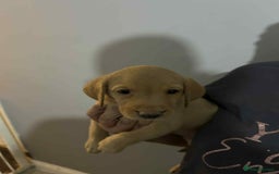 Labrador Retriever dogs for sale: Labrador puppies  - Image 10