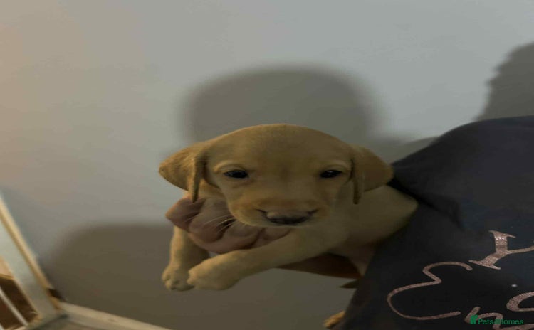 Labrador Retriever dogs - Advert 13