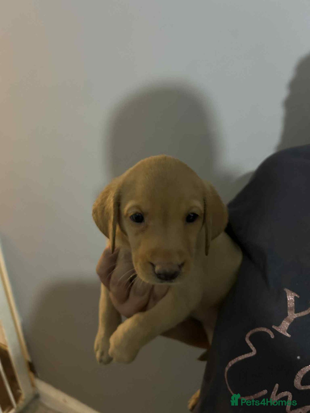 Labrador Retriever dogs for sale: Labrador puppies  - Image 10