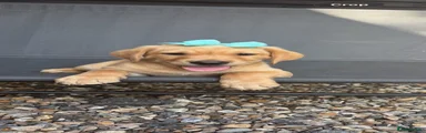 Labrador Retriever 5