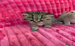 British Shorthair cats for sale: Gorgeous British shorthair kittens  - Image 4
