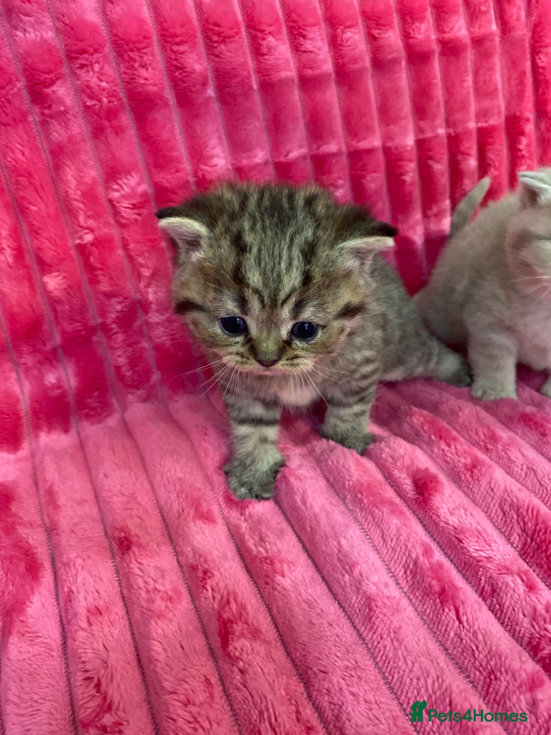 British Shorthair cats for sale: Gorgeous British shorthair kittens  - Image 4
