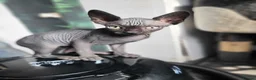 Sphynx cats for sale: 🐾 Exceptional Sphynx Kittens  🐾 - Advert 8