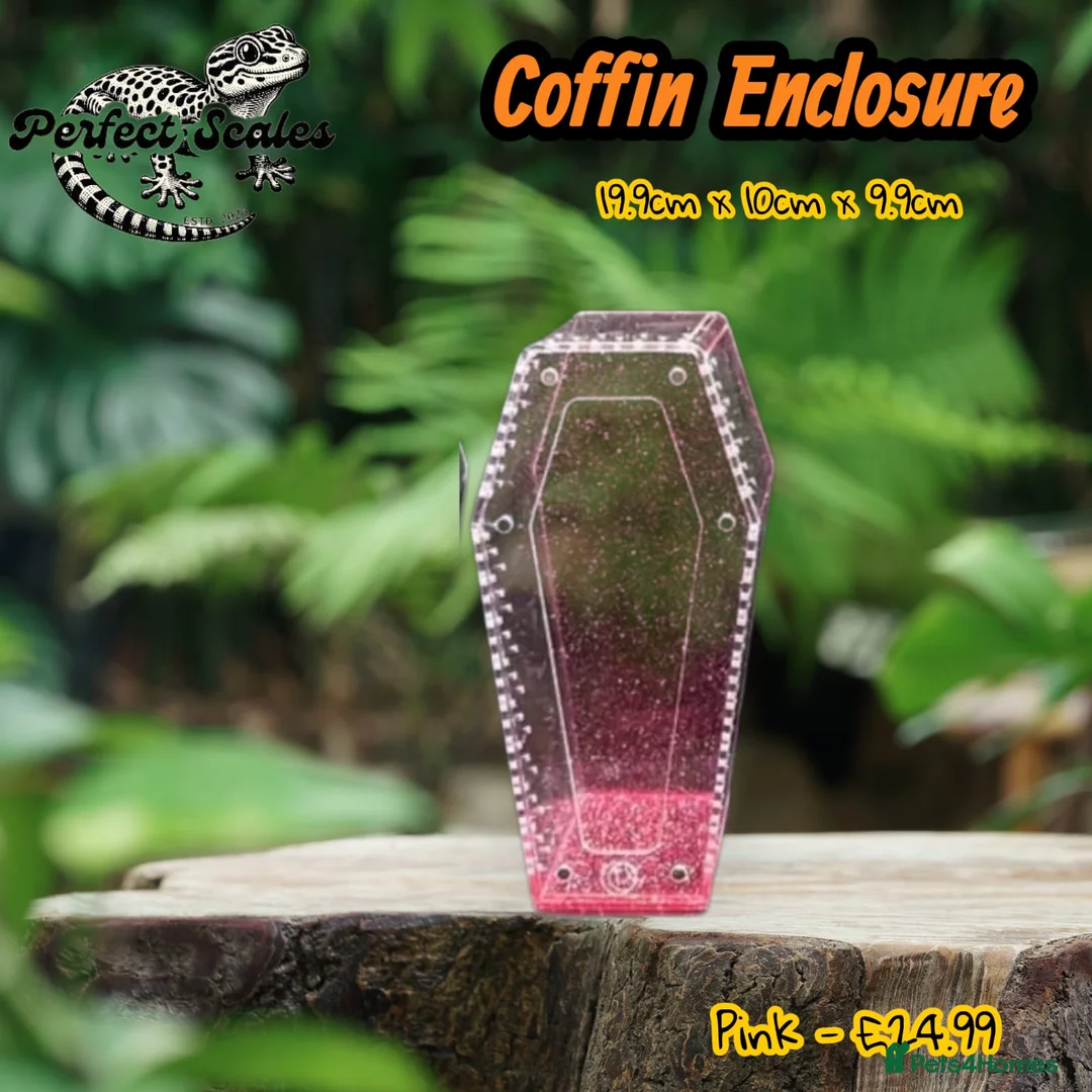 Praying Mantis invertebrates for sale: Various inverts mantis millipedes scorpions - Advert 9