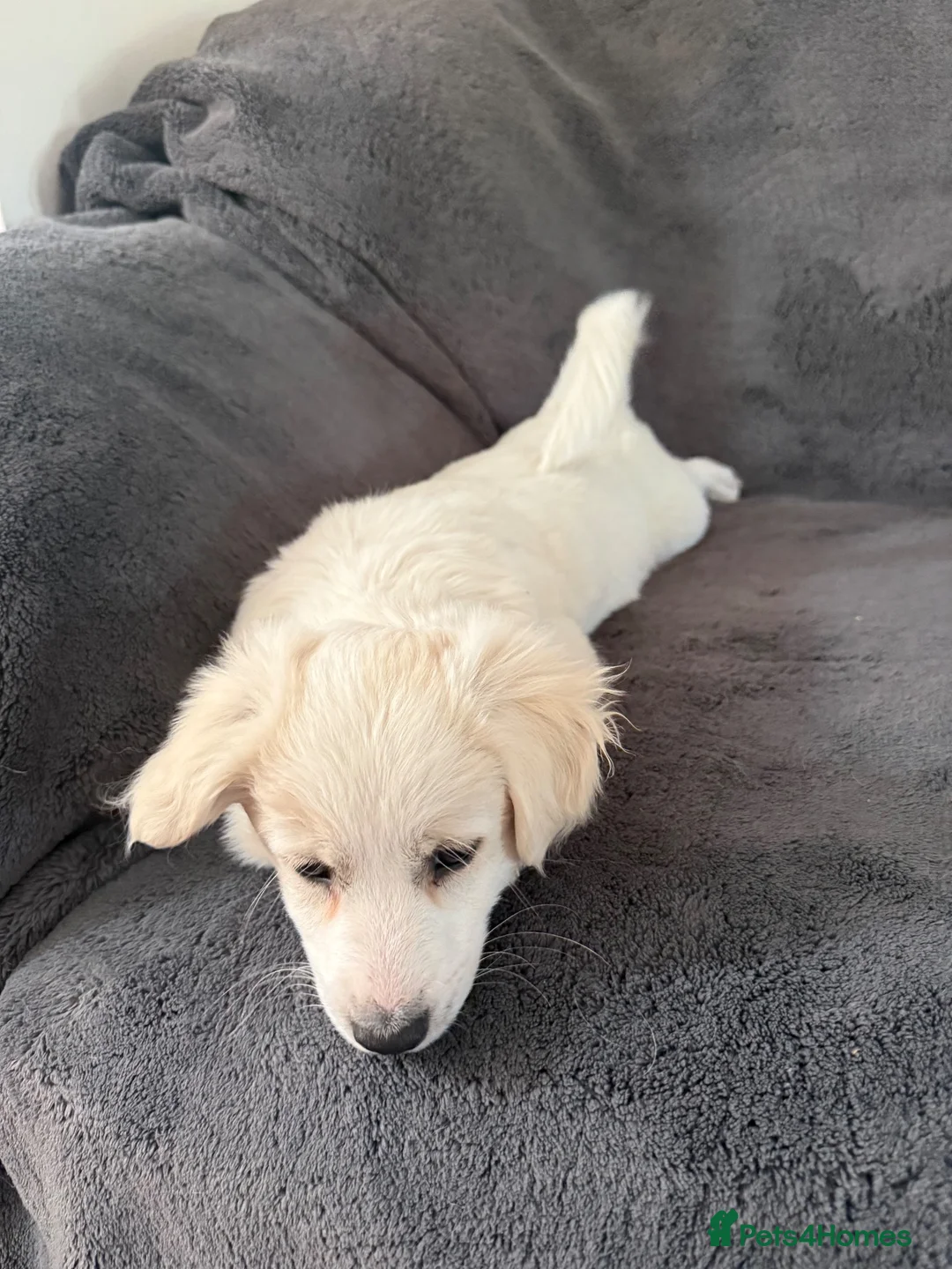 Bichon Frise dogs for sale: 3 bichon frise for sale - Advert 2