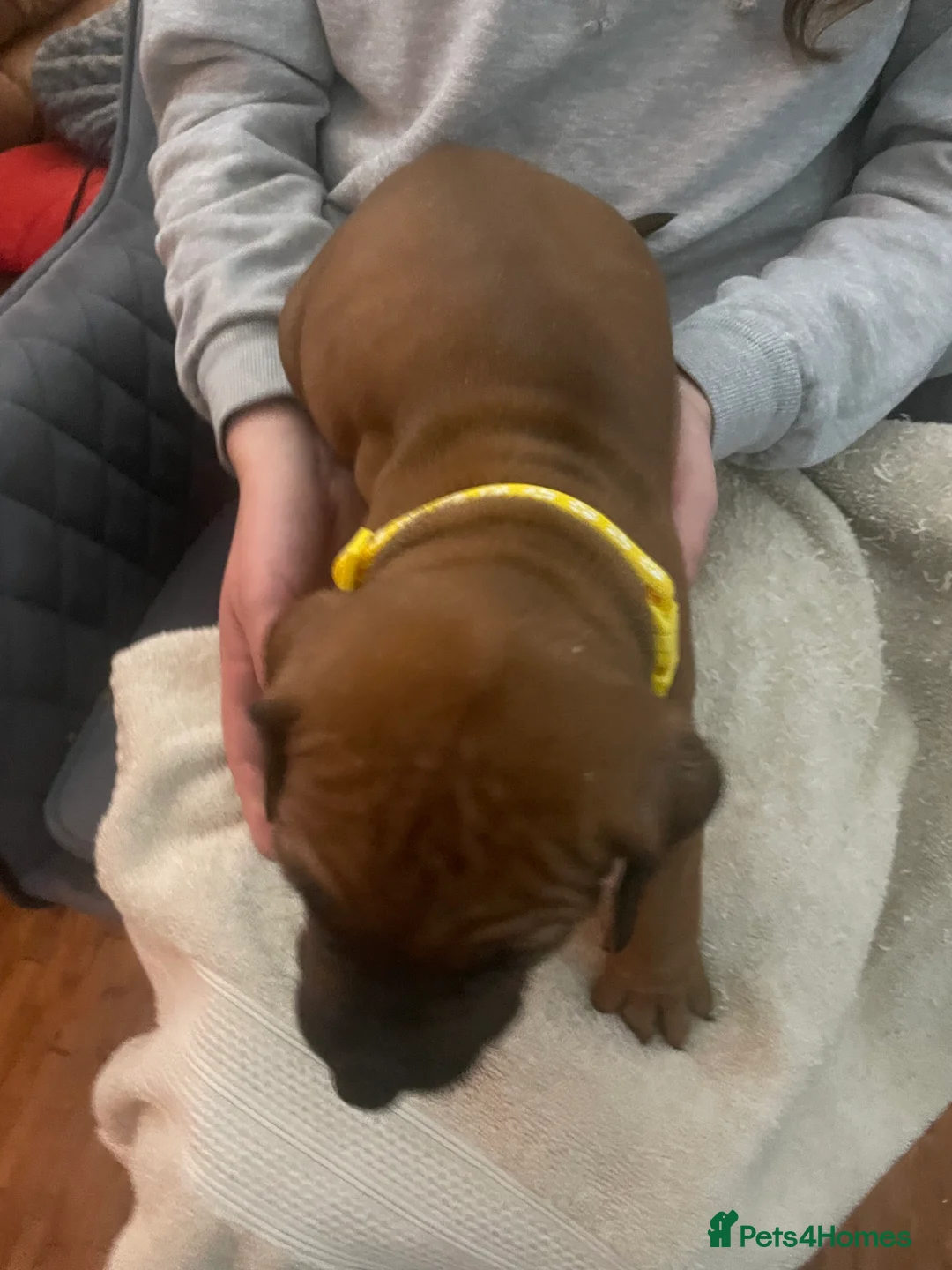 Rhodesian Ridgeback dogs for sale: Beautiful Rhodesian Ridgeback pups - Advert 8