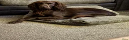 Cocker Spaniel dogs for sale: Arlo, Male Cocker Spaniel - Advert 9