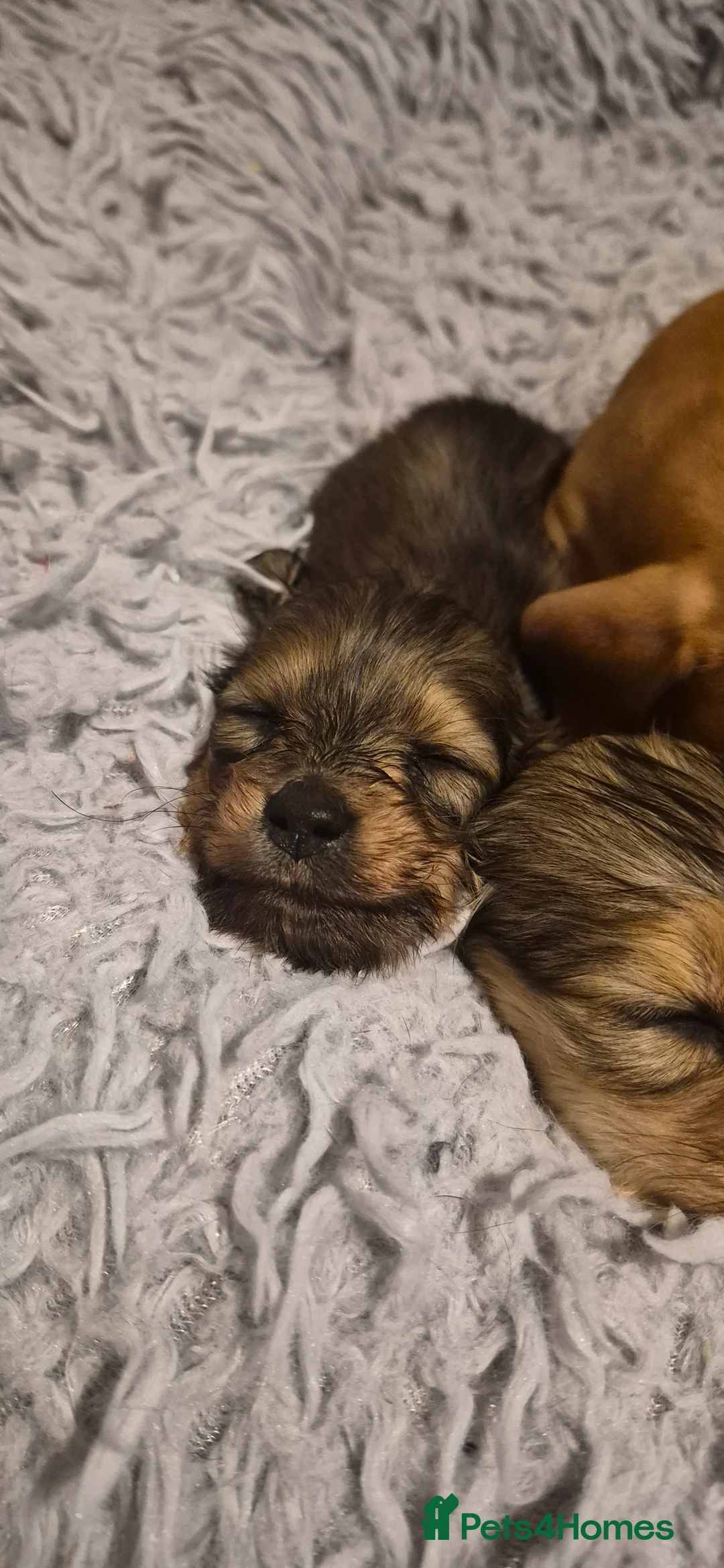 Dachshund dogs for sale: Miniature dachshund shaded cream girls - Advert 5