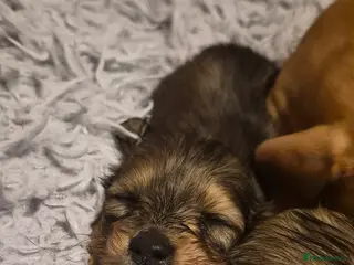 Dachshund dogs Miniature dachshund shaded cream 1 girl left - Advert 2