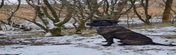 Cane Corso dogs for sale: Cane corso cross bully  - Advert 2