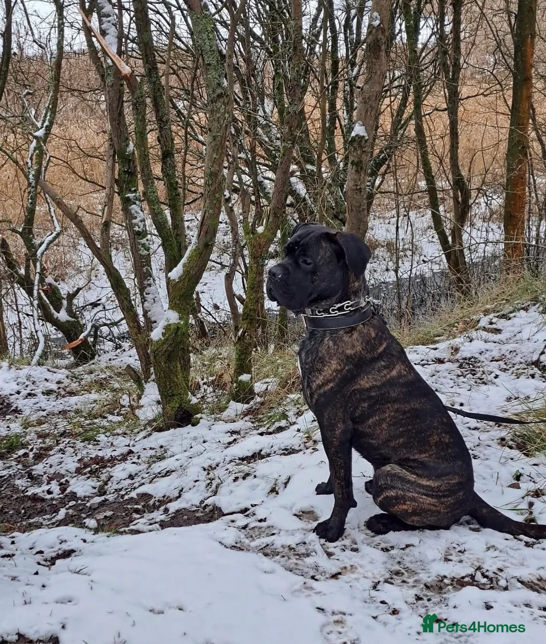 Cane Corso dogs for sale: Cane corso cross bully  - Advert 2