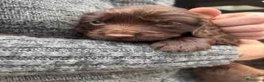 Cocker Spaniel 2