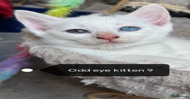 Mixed Breed cats - Advert 14