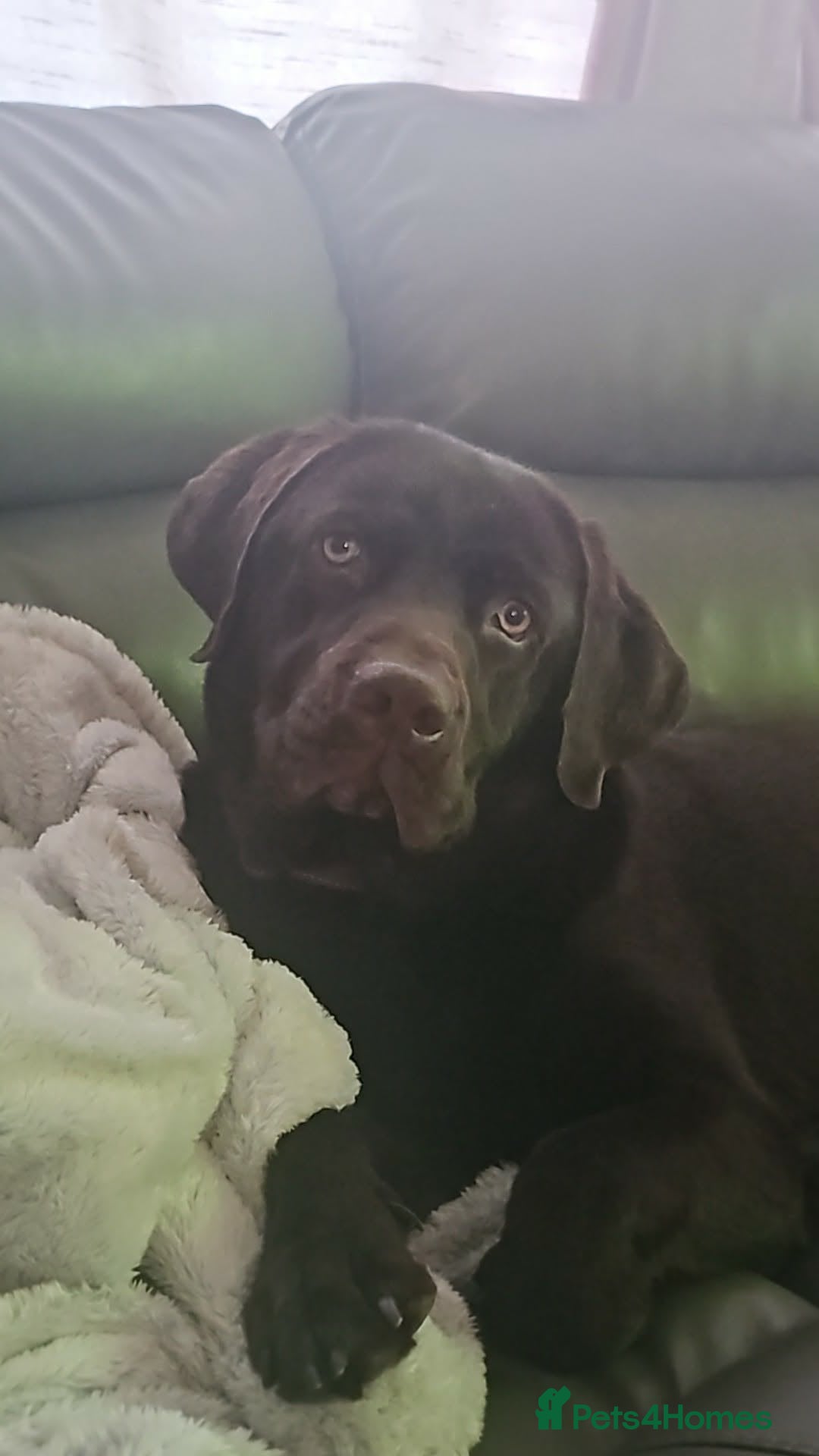 Labrador Retriever dogs Male Labrador  - Advert 2