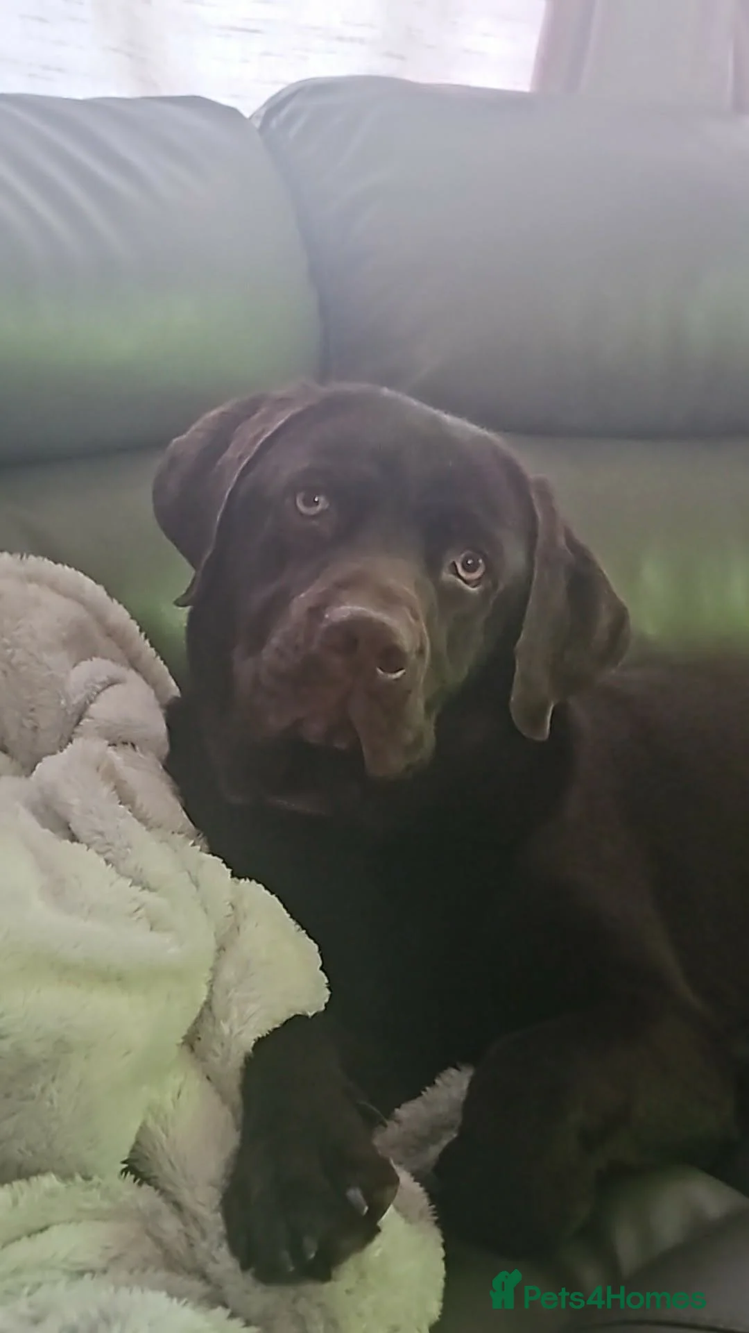 Labrador Retriever dogs for sale: Male Labrador  in Hengoed - Advert 1