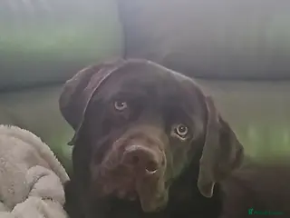 Labrador Retriever dogs Male Labrador - Advert 2