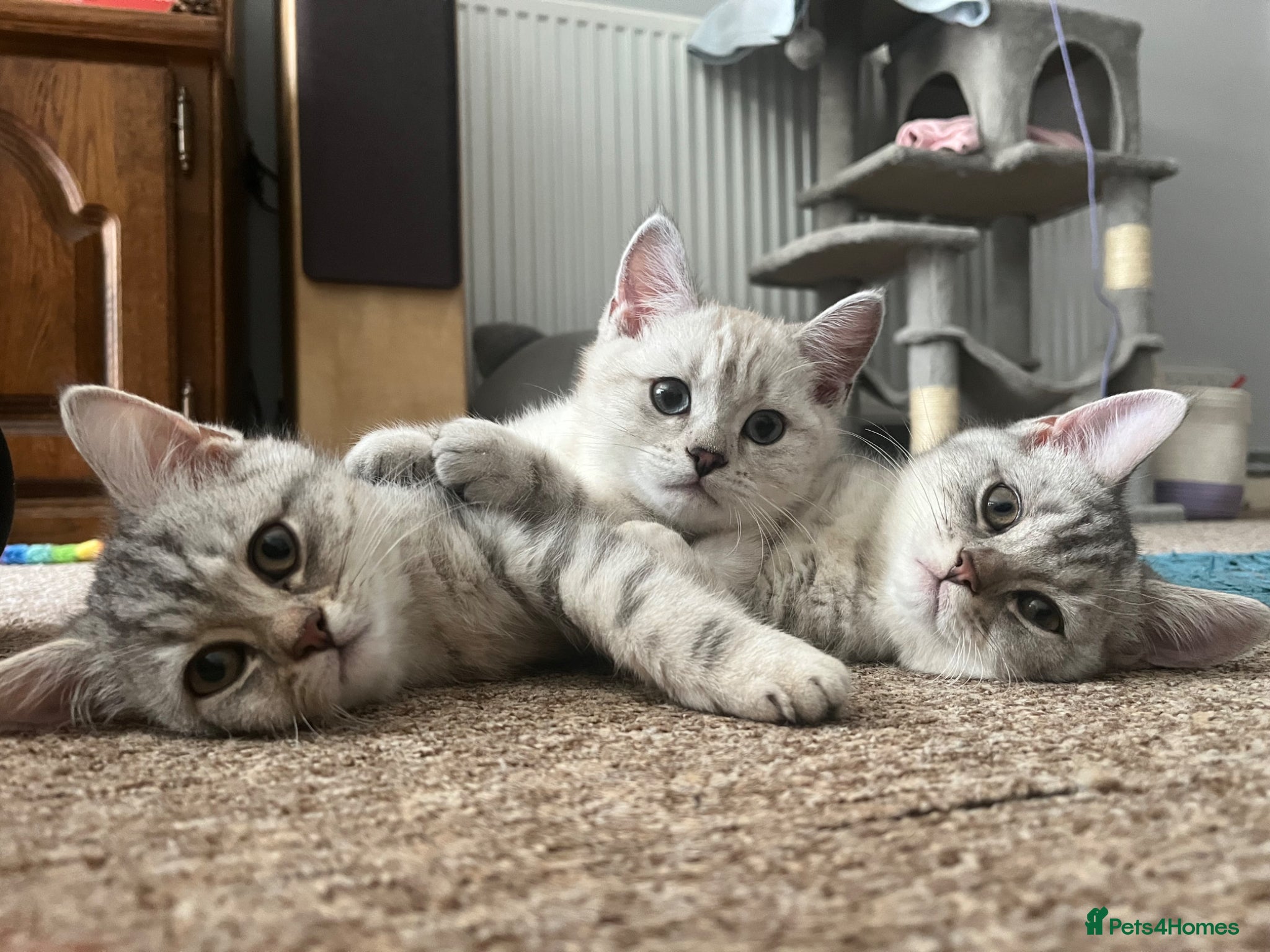 British Shorthair cats Adorable Kittens for Sale – Ready for Loving Homes - Advert 5