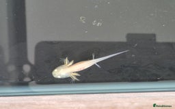 Goldfish fish for sale: Axolotl  - Image 2