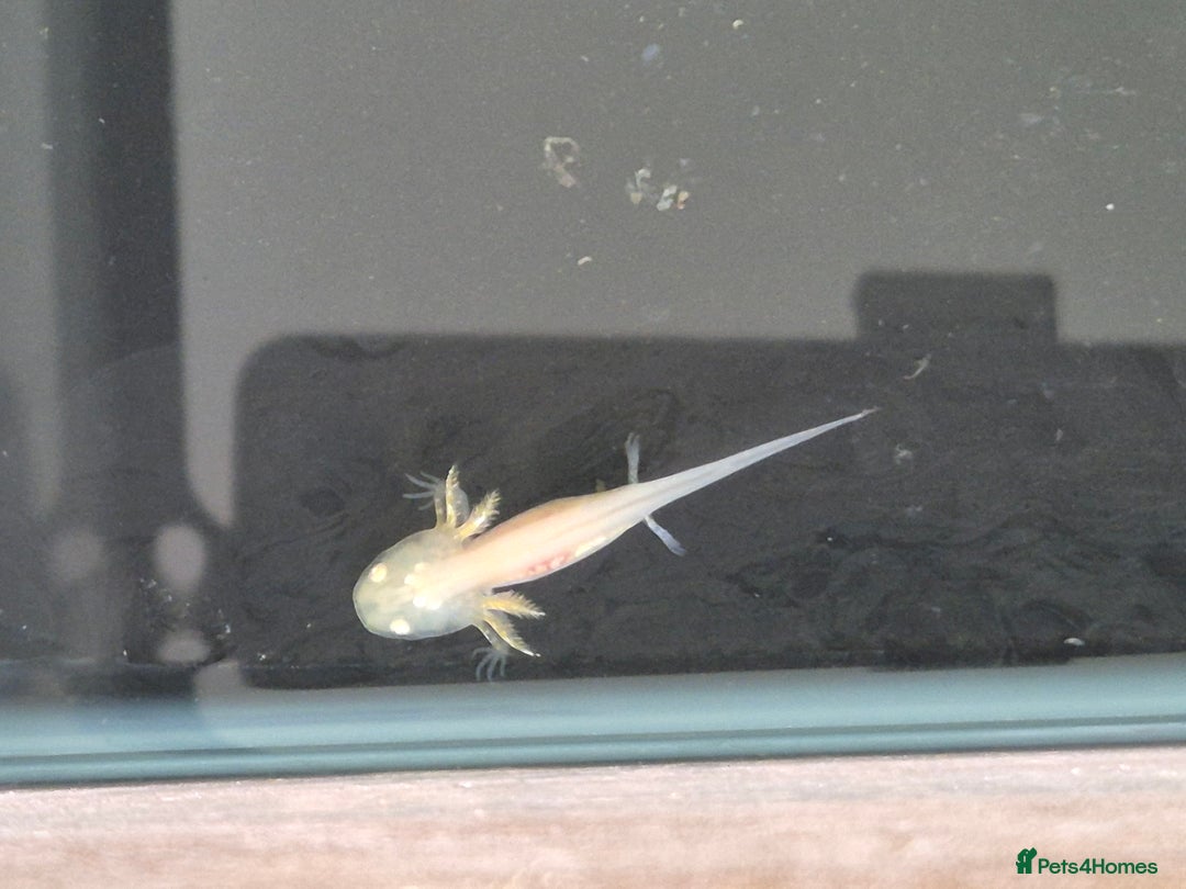 Goldfish fish for sale: Axolotl  - Image 2