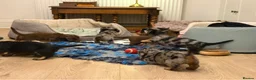 Dachshund dogs for sale: 4 KC Standard Long Haired Dachshund Puppies - Advert 20
