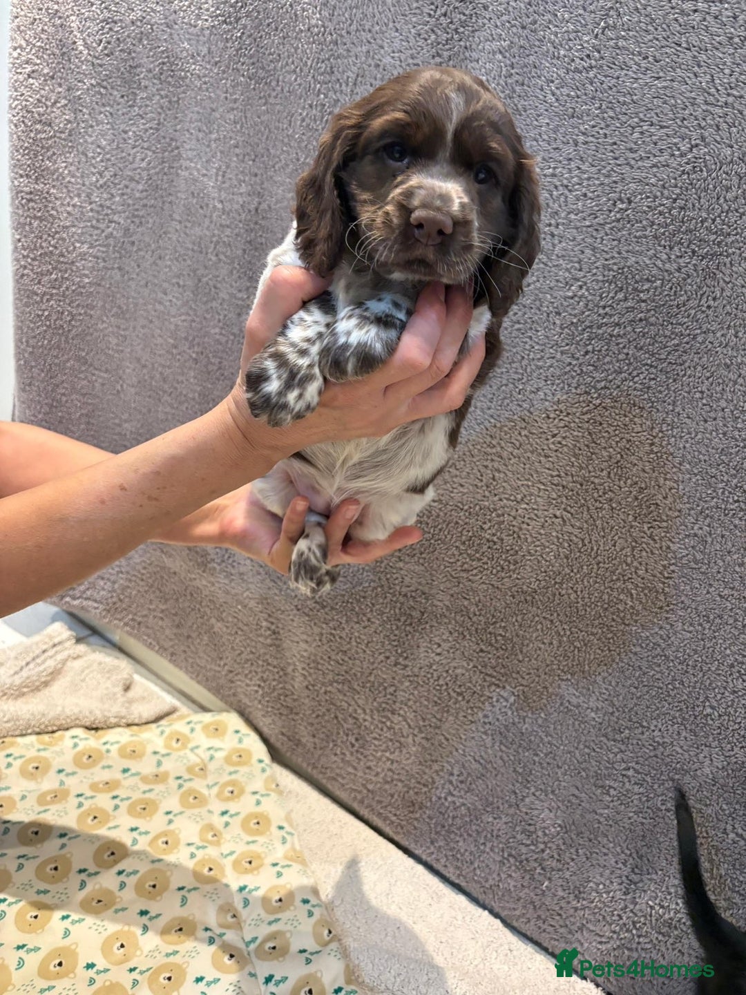 Cocker Spaniel dogs for sale: Pedigree show kc parents DNA health tested    - Advert 5