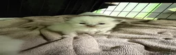 Ragdoll cats for sale: Beautiful ragdoll kittens looking for new homes🤍✨ - Advert 11