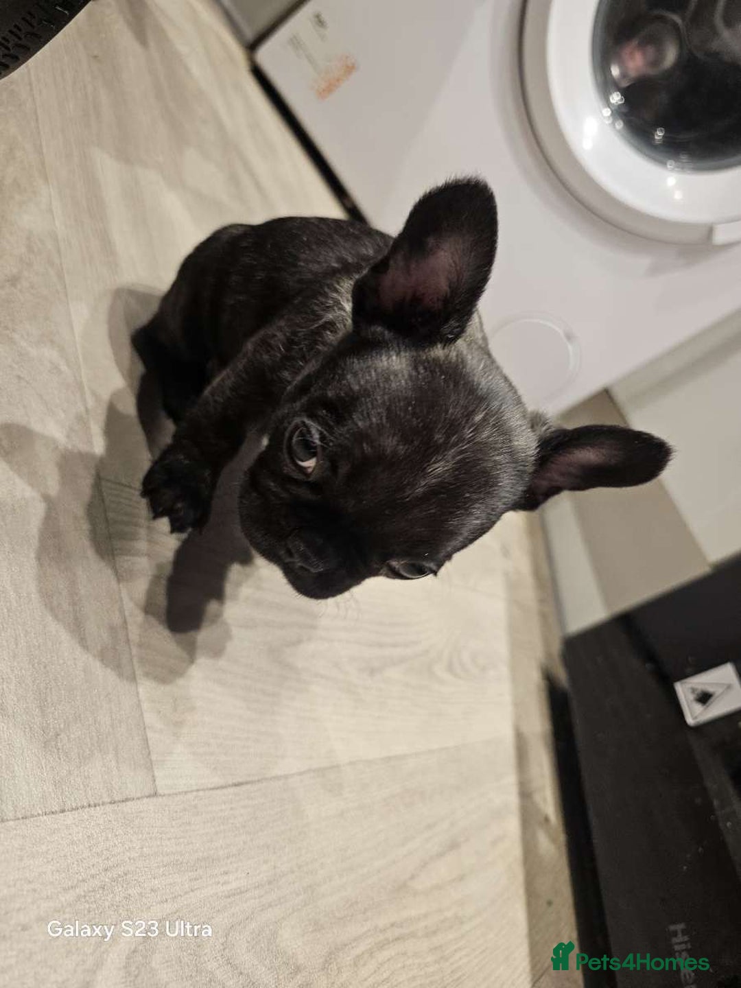 French Bulldog dogs for sale: French bulldog puppys for sale  - Advert 6