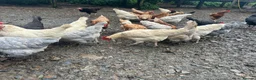 Mixed Breed poultry for sale: Laying hens for sale in Bideford - Advert 1